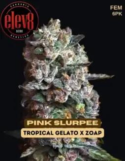 Close(space)up of Pink Slurpee feminized cannabis seeds by Elev8 Seeds
