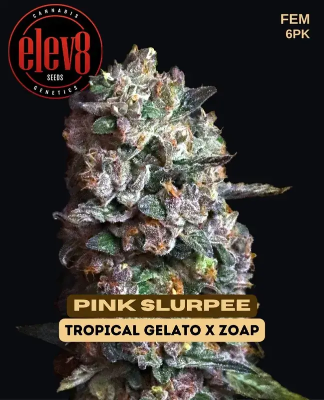 Close-up of Pink Slurpee feminized cannabis seeds by Elev8 Seeds
