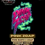 Pink Zoap (Feminized) - Nasha Genetics