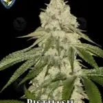 Pisthash Bonus Pack (Feminized) - T.H. Seeds