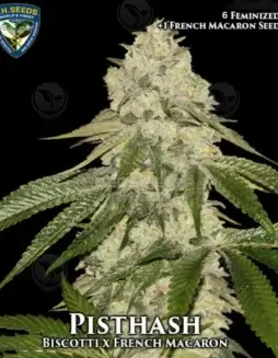 Pisthash Bonus Pack Cannabis Seeds (space) Feminized Hybrid Strain