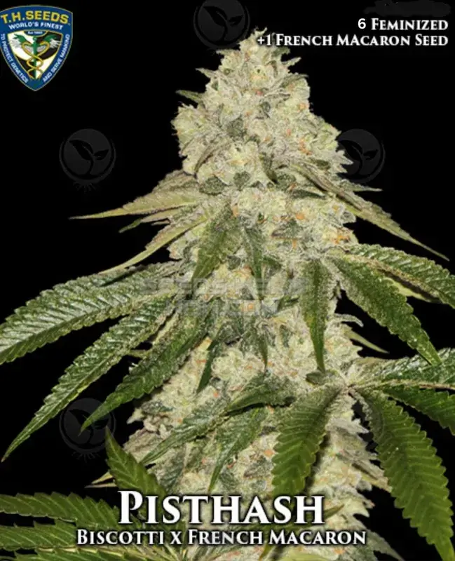 Pisthash Bonus Pack Cannabis Seeds - Feminized Hybrid Strain