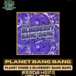 Planet Bang Bang (Feminized) - Exotic Genetix