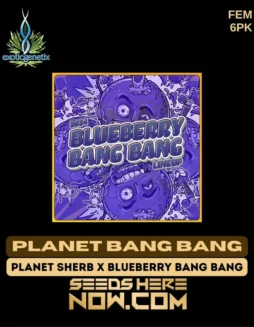 Planet Bang Bang Feminized Seeds by Exotic Genetix featuring lime(space)green buds with citrus and pine aroma