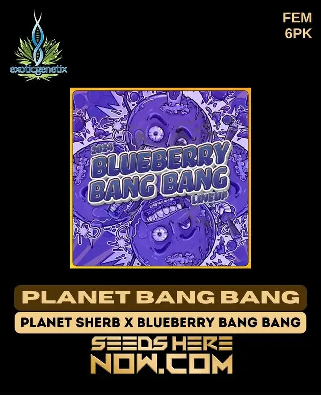 Planet Bang Bang Feminized Seeds by Exotic Genetix featuring lime-green buds with citrus and pine aroma