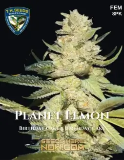 Planet Lemon 710 Bonus Pack (space) Feminized Cannabis Seeds by T.H. Seeds with citrus aroma