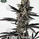 Planet Sherb (Feminized) - Exotic Genetix