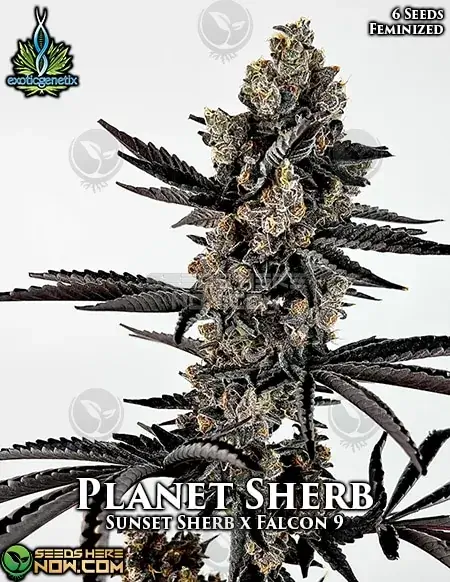 Planet Sherb Feminized Seeds - Hybrid Cannabis by Exotic Genetix featuring citrus, berry, and pine flavors