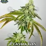 Plasma Gas (Feminized) - Exotic Genetix