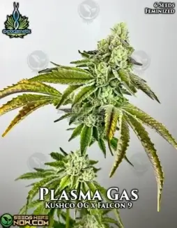 Plasma Gas Feminized Seeds (space) Hybrid strain combining Kushco OG and Falcon 9