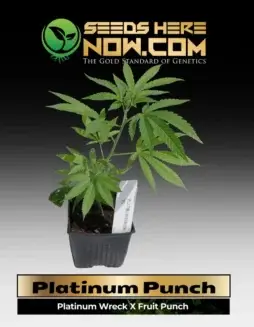 Platinum Punch Cannabis Clone showing vibrant purple hues and dense bud structure