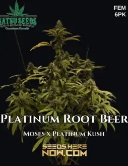 Platinum Root Beer Cannabis Seeds (space) Feminized Indica Dominant Strain