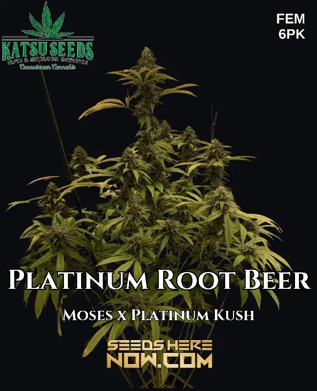 Platinum Root Beer Cannabis Seeds - Feminized Indica Dominant Strain