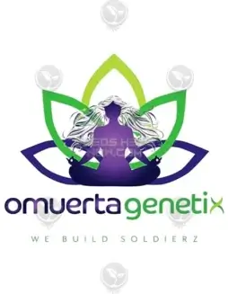 Plato O Plomo regular cannabis seeds by Omuerta Genetix, featuring Gorilla Glue #4 and The Ghostbreath genetics