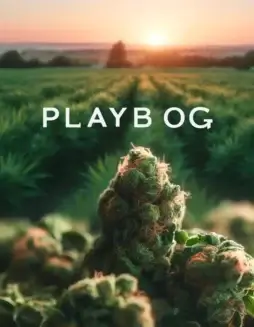 Playboi OG Regular Seeds (space) Indica Dominant Hybrid Strain