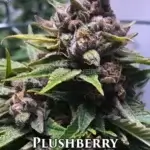 Plushberry (Regular) - Mz Jill Genetics