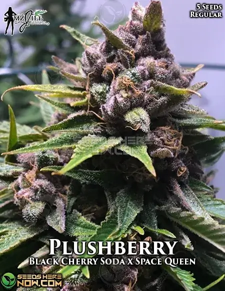 Buy Plushberry Regular Cannabis Seeds - Potent And Flavorful