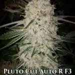 Pluto Cut Auto R F3 (Autoflower) - Ethos Genetics