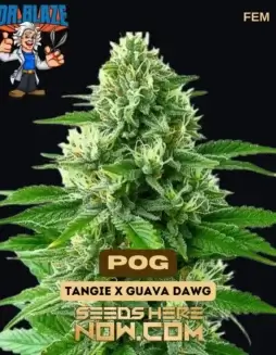 POG (Feminized) (space) Dr. BlazePOG Feminized Cannabis Seeds by Dr. Blaze