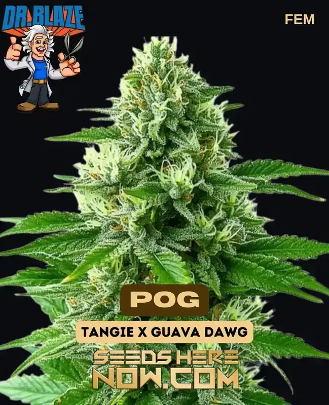 POG Feminized Cannabis Seeds by Dr. Blaze