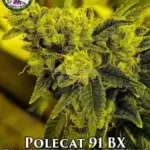Polecat 91 BX (Regular) - Dominion Seed Company