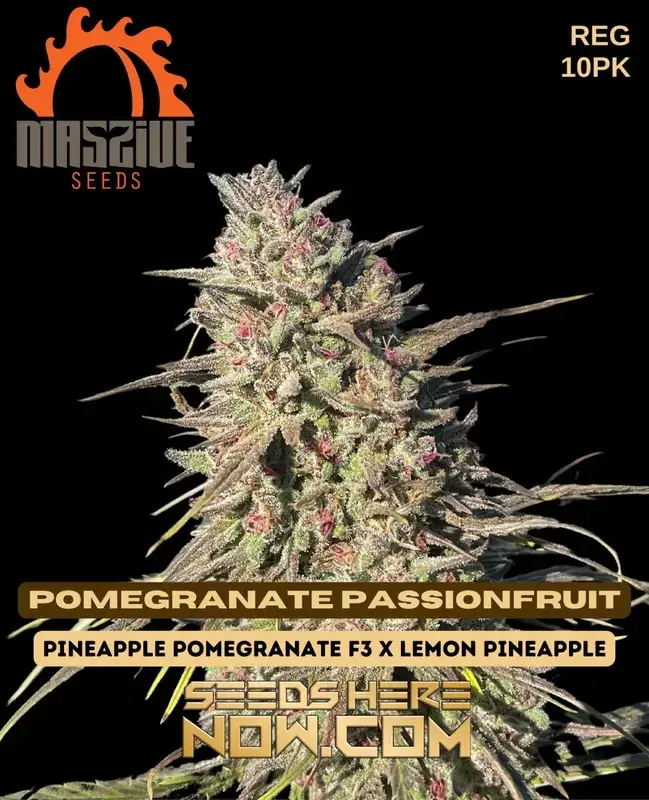 Pomegranate Passionfruit cannabis seeds, a sweet tropical Sativa-dominant strain by Massive Seeds