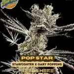 Pop Star (Feminized) - Exotic Genetix