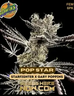 Pop Star Feminized Seeds by Exotic Genetix featuring sweet cherry and tropical fruit aroma