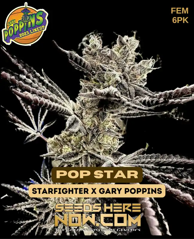 Pop Star Feminized Seeds by Exotic Genetix featuring sweet cherry and tropical fruit aroma