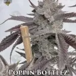 Poppin Bottlez (Feminized) - Solfire Gardens