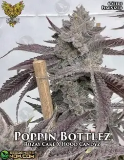 Poppin Bottlez Feminized Seeds by Solfire Gardens featuring Rozay Cake and Hood Candyz lineage