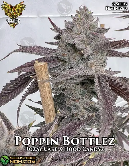 Poppin Bottlez Feminized Seeds by Solfire Gardens featuring Rozay Cake and Hood Candyz lineage
