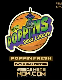 Poppin Fresh Feminized Seeds (space) Mint, Vanilla, Dough, Citrus Aroma