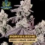 Porto Leche (Feminized) - Exotic Genetix