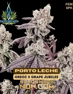 Porto Leche Feminized Seeds (space) Oreoz x Grape Jubilee Hybrid