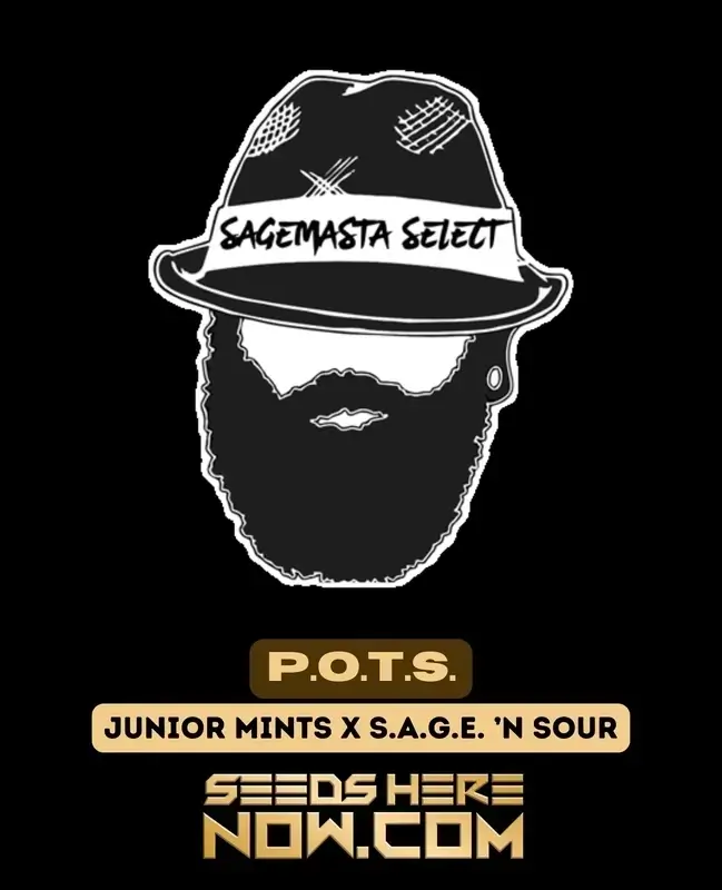 P.O.T.S. Regular Seeds by S.A.G.E.masta - Cannabis Genetics Junior Mint and S.A.G.E. ’n Sour