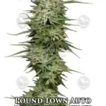 Pound Town (Autoflower) - Humboldt Seed Company