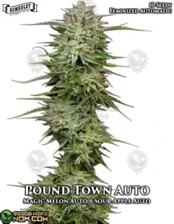 Pound Town Auto autoflower seeds by Humboldt Seed Company featuring Magic Melon Auto x Sour Apple Auto lineage