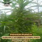 Power Punch (Feminized) - Flashback Seeds
