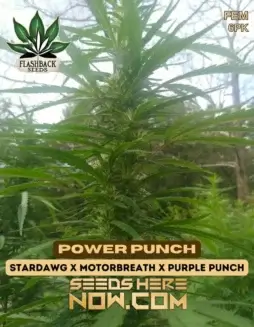 Feminized Power Punch cannabis seeds by Flashback Seeds, featuring Stardawg, Motorbreath, and Purple Punch genetics