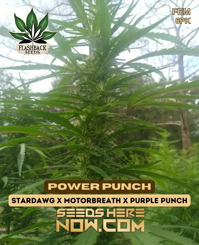 Feminized Power Punch cannabis seeds by Flashback Seeds, featuring Stardawg, Motorbreath, and Purple Punch genetics