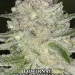 PowerNap (Regular) - Sin City Seeds