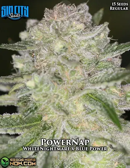 Indica-dominant PowerNap cannabis seeds by Sin City Seeds, featuring flavors of blueberry, grape, and citrus.