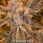 Praduh (Regular) - Envy Genetics