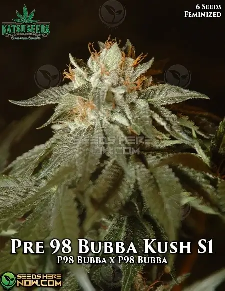 Pre 98 Bubba Kush S1 Feminized Seeds - Aromatic Indica Strain with Coffee and Chocolate Notes
