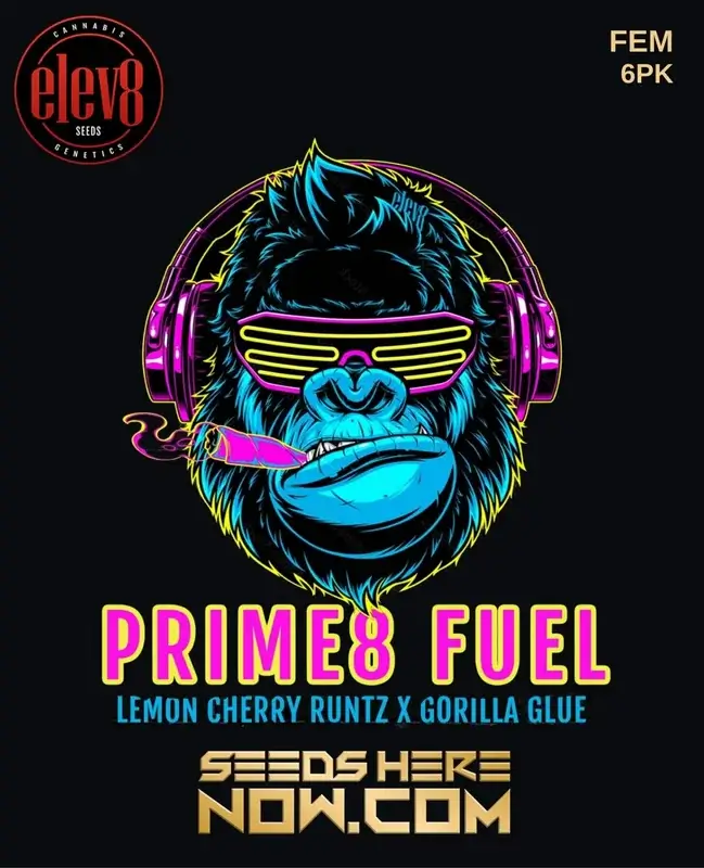 Prime8 Fuel Cannabis Seeds - Feminized High THC Strain