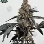 Primetime (Feminized) - Exotic Genetix