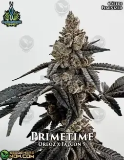 Primetime Feminized Cannabis Seeds by Exotic Genetix featuring Rainbow Sherbet #11 and Falcon 9