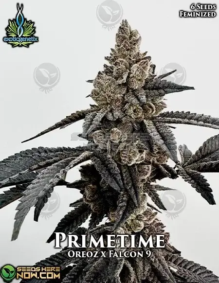 Primetime Feminized Cannabis Seeds by Exotic Genetix featuring Rainbow Sherbet #11 and Falcon 9