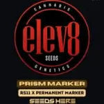 Prism Marker (Feminized) - Elev8 Seeds